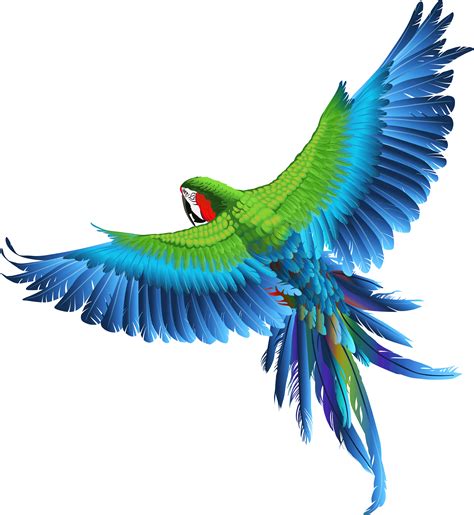 birds clipart transparent background|bird picture no background.